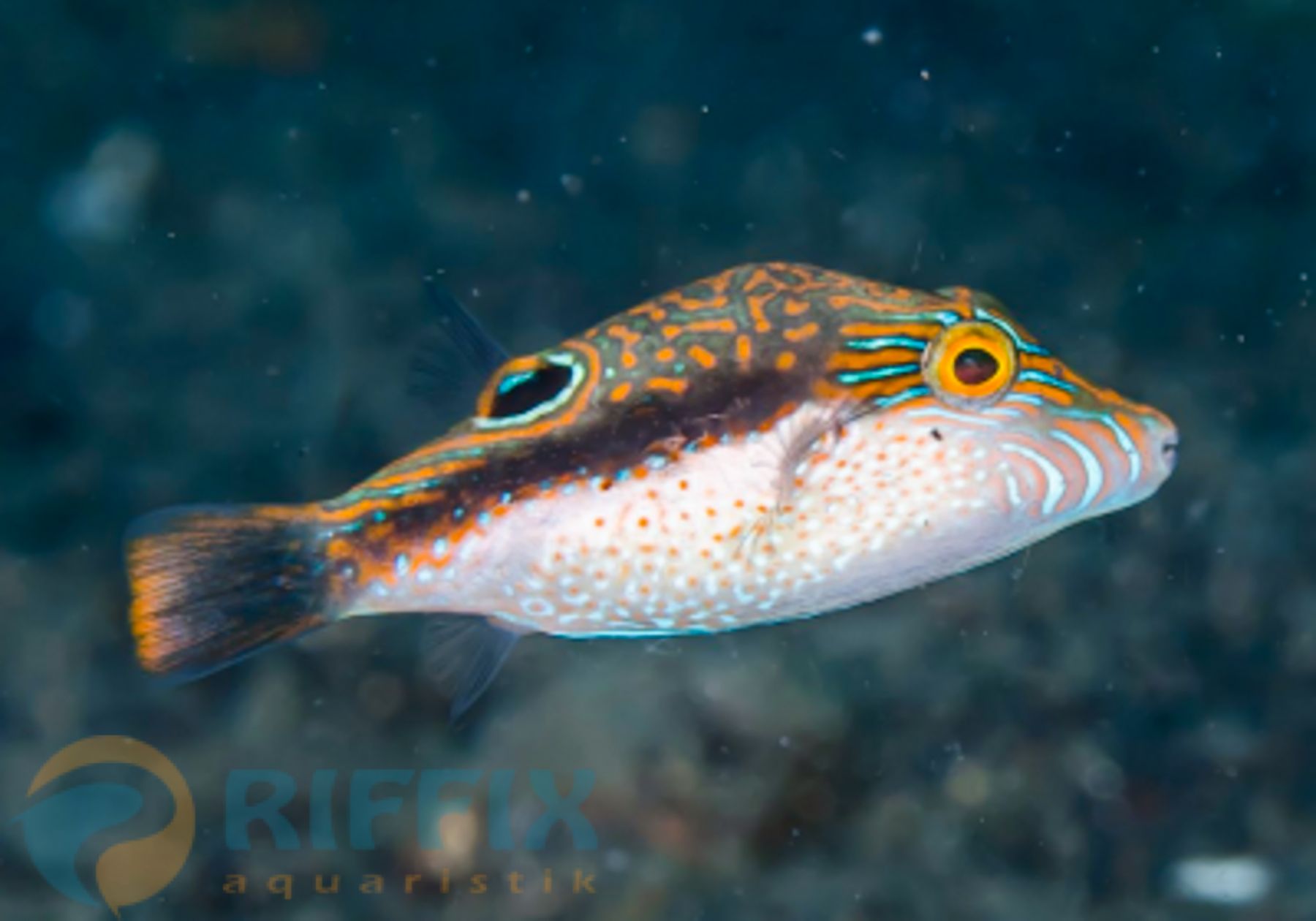 Canthigaster bennetti Benetts Kugelfisch